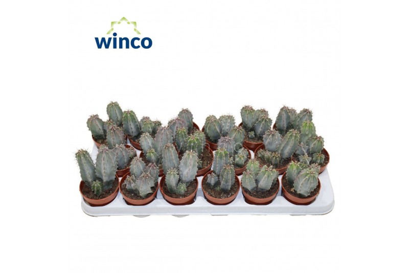 Polaskia chichipi Polaskia Chichipe 