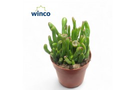 Crassula minova magic Crassula Hobbit