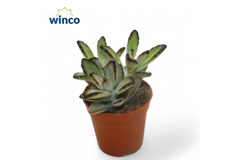 Kalanchoe tomentosa Kalanchoe Tomentosa Nigraoverig pp 