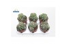 Cactus Echinopsis Subdenudata (group)3 pp