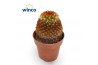 Mammillaria Mammillaria Carmenae Rubrispinus