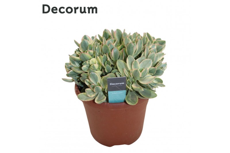 Crassula Crassula Rusby Variagata (Decorum) 