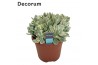 Crassula Crassula Rusby Variagata (Decorum)