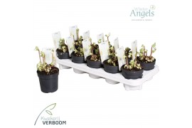 Helleborus niger verboom beauty Helleborus verboom beauty 6+ bloem 6 b