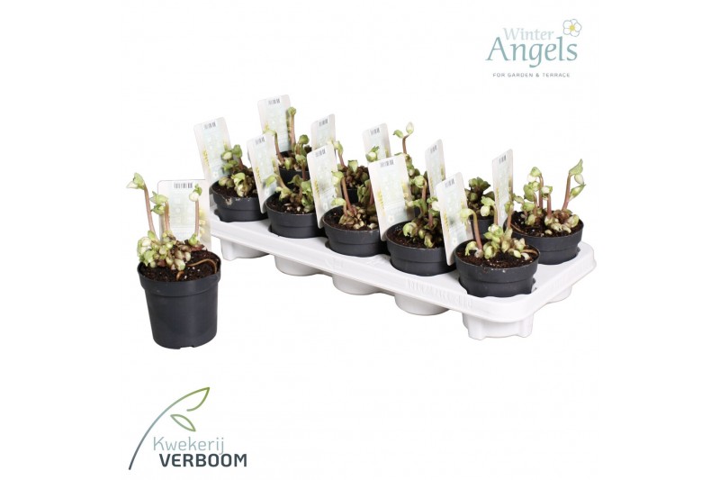 Helleborus niger verboom beauty Helleborus verboom beauty 6+ bloem 6 b 