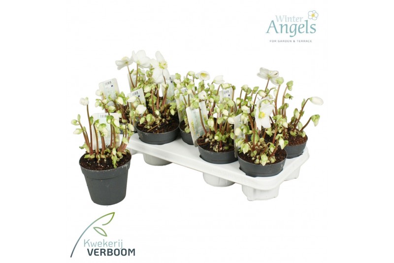 Helleborus niger verboom beauty Helleborus verboom beauty 8+ bloem 8 b 