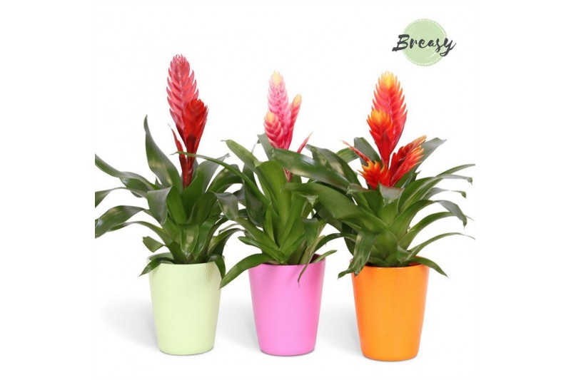 Vriesea mix Vriesea Cupcake - 13cm in Florence | Mimesis 