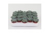 Echeveria zonder bloem Echeveria Rundelii Special