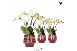Phalaenopsis wit Kolibri Orchids Phalaenopsis Jewel Ghent 4 spike in M