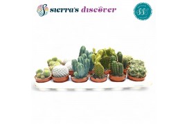 Cactus mix Sierras® - Santiago Cactus Mix (Deluxe)