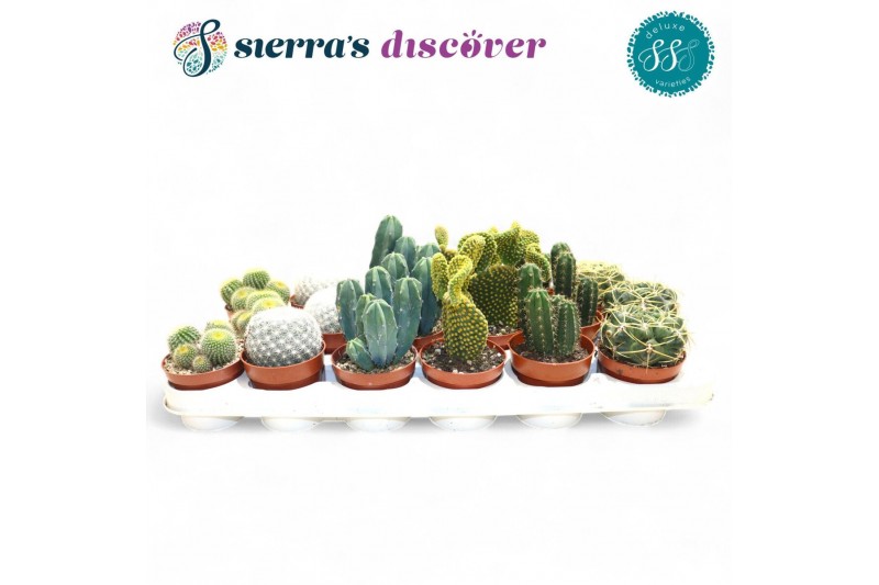 Cactus mix Sierras® - Santiago Cactus Mix (Deluxe) 