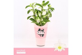 Dendrobium nob. spring dreamstarclass apollon Dendrobium Nobilé, Apoll