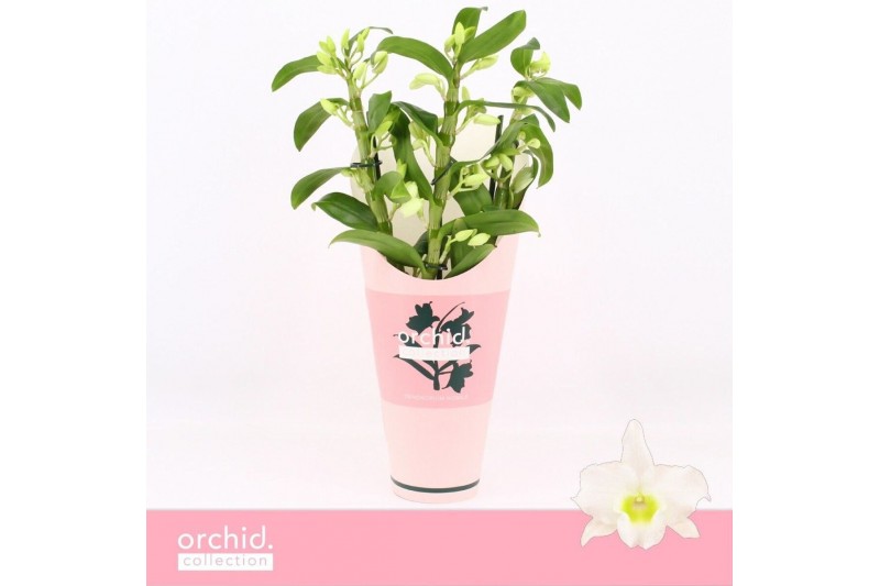 Dendrobium nob. spring dreamstarclass apollon Dendrobium Nobilé, Apoll 