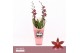 Burrageara barrocco red Barrocco Red, 2-spike 65+ cm Orchid Collection 