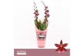 Burrageara barrocco red Barrocco Red, 2-spike 65+ cm Orchid Collection