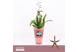 Oncidium Tarantula XL Coral Brassia, Orange Spider 1-spike Orchid Coll