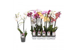 Phalaenopsis mix Phalaenopsis Star Mix, 2-spike 12+12 bl. 2 tak/plnt