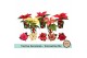 Euphorbia pul. mix Euph. Poinsettia Mini Mix in Festive Christmas Kera 