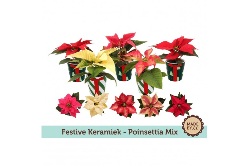 Euphorbia pul. mix Euph. Poinsettia Mini Mix in Festive Christmas Kera 