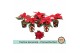 Euphorbia pul. christmas feelings red Euph. Poinsettia Mini Red in Fes 