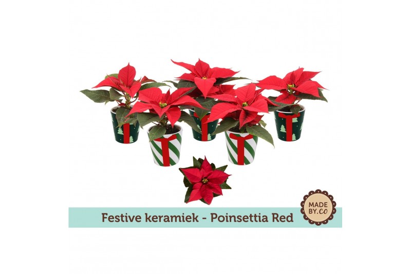Euphorbia pul. christmas feelings red Euph. Poinsettia Mini Red in Fes 