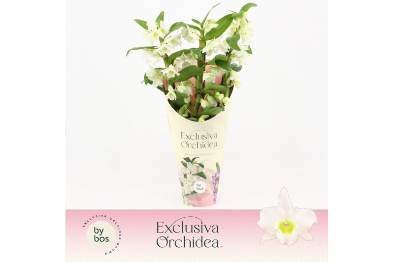 Dendrobium nob. spring dreamstarclass apollon Dendrobium Nobilé, Apoll 