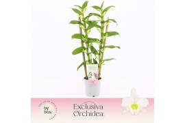 Dendrobium nob. spring dreamstarclass apollon Dendrobium Nobilé, Apoll