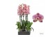 Phalaenopsis wit Phalaenopsis Berger- 2 tak 70cm 16 bl. 2 tak/plnt 