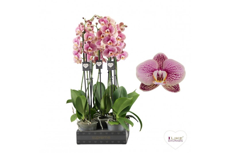 Phalaenopsis wit Phalaenopsis Berger- 2 tak 70cm 16 bl. 2 tak/plnt 