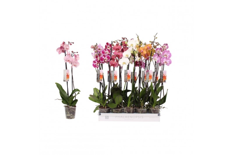 Phalaenopsis mix Phalaenopsis 6 color mix, 2-spike 14+14 bl. 2 tak/pln 