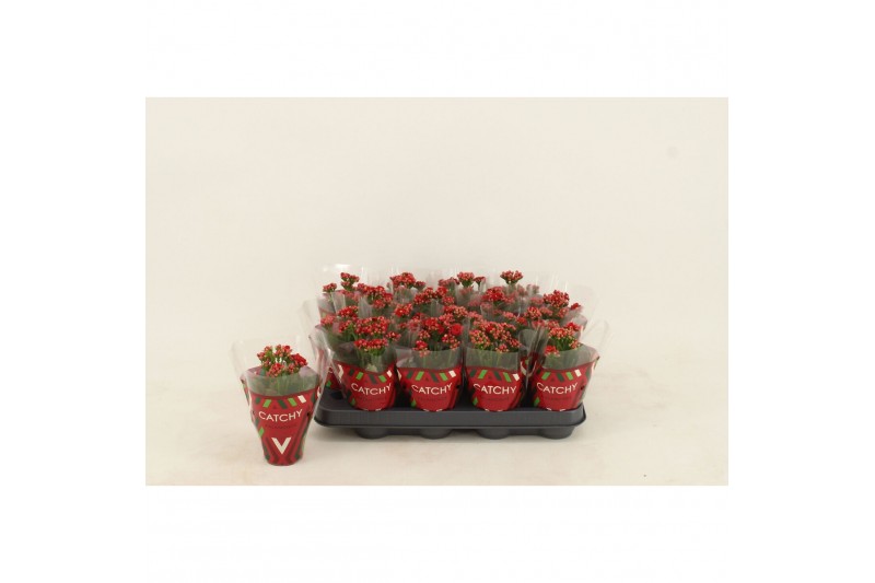 Kalanchoe blossfeldiana gevuld rubio red Kalanchoe Double Red1 pp 
