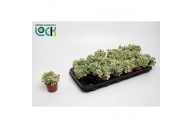 Succulenten cotyledon ladismithiensis Varigata3 pp