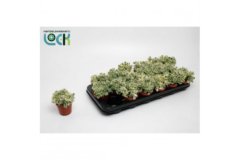 Succulenten cotyledon ladismithiensis Varigata3 pp 