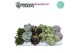 Succulenten Sierras® - Valencia Succulent Mix (Prime) 