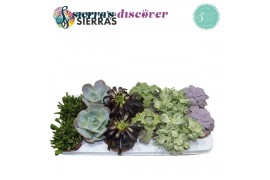 Succulenten Sierras® - Valencia Succulent Mix (Prime)