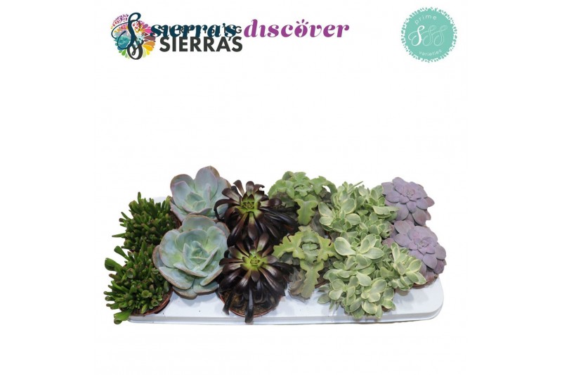 Succulenten Sierras® - Valencia Succulent Mix (Prime) 