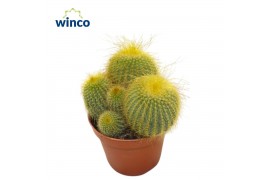 Parodia leninghausii Notocactus Leninghausii (group)