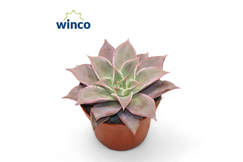 Echeveria Echeveria Madibaoverige bl. 