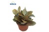 Kalanchoe orygalis Kalanchoe Orgyalisoverig pp