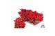 Euphorbia pul. mars Euphorbia Mars red Glitters goud vertakt met hoes  