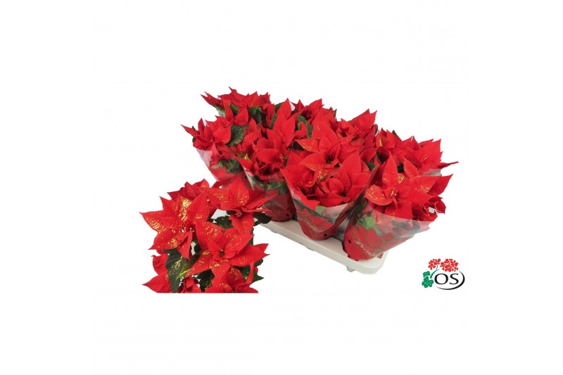 Euphorbia pul. mars Euphorbia Mars red Glitters goud vertakt met hoes  
