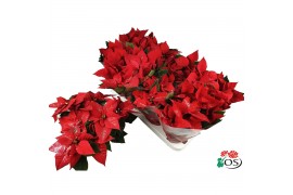 Euphorbia pul. mars Euphorbia Mars red Glitters zilver vertakt met hoe