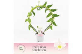 Dendrobium nob. spring dreamstarclass apollon Dendrobium Nobilé, Apoll