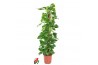 Epipremnum pinnatum mosstok Epipremnum Pinnatum P24 5 pp