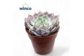 Echeveria Echeveria Roseaoverige bl.