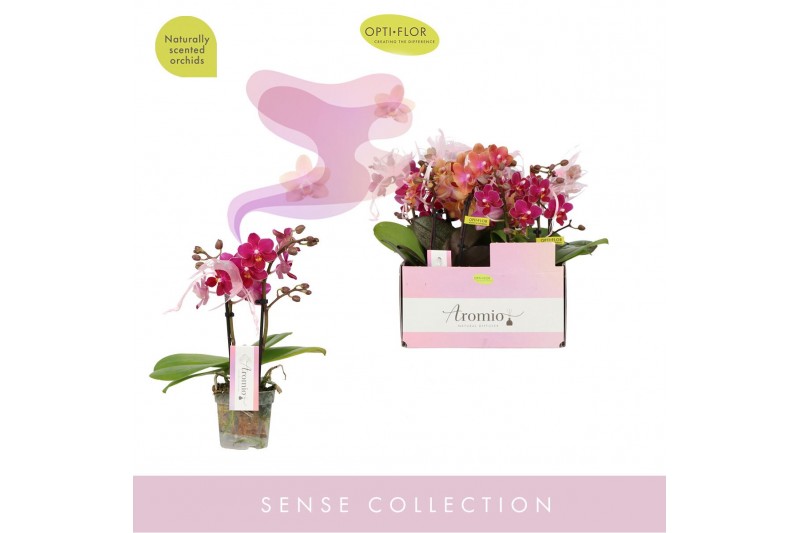 Phalaenopsis multiflora mix Aromio Mix 2 spike10 bl. 2 tak/plnt 150 