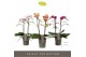 Phalaenopsis multiflora mix Exclusivo Mix 3 spike25 bl. 3 tak/plnt 500 