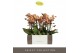 Phalaenopsis multiflora oranje Exclusivo Monaco 3 spike25 bl. 3 tak/pl 