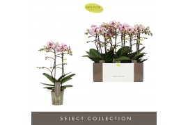 Phalaenopsis multiflora Exclusivo Athena 2 spike18 bl. 2 tak/plnt 500