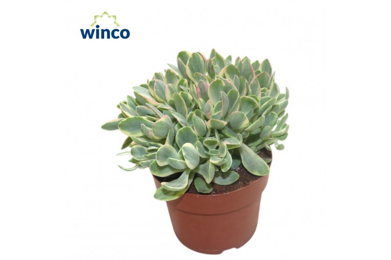 Crassula Crassula Rusby Variagata 